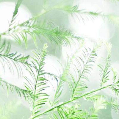 compass战斗天赋解析系统测试版下载